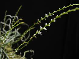 Image result for Microcoelia exilis