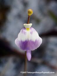 Image result for Utricularia arenaria