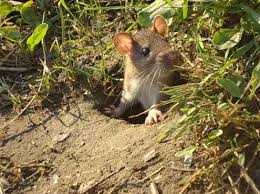 Cara mengusir tikus dengan bahan alami. Cara Mengatasi Tikus Di Kebun Ms Techexpertolux Com