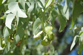 Image result for Colophospermum mopane