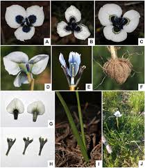 Image result for Moraea