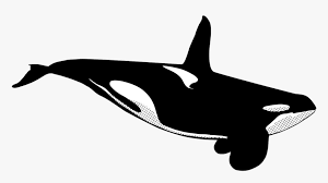 This will outline the whale's head. Male Killer Whale Drawing Hd Png Download Kindpng