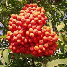 How to identify the rowan tree or 'mountain' ash(sorbus aucuparia). Sorbus Aucuparia Buy Common Or European Mountain Ash Trees