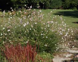 Image result for Oenothera lindheimeri