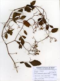 Image result for Cissus aralioides