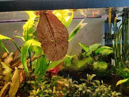It's also going to explain. 50 Piezas Betta Catappa Hojas Peces Camarones Tropical Indio Almendra Discus Limpio Ebay