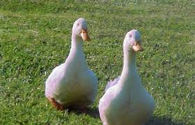 It is a mallard derived from birds brought to the united states from china in the nineteenth century, and is now bred in many parts of the world. White Pekin Ducks For Sale