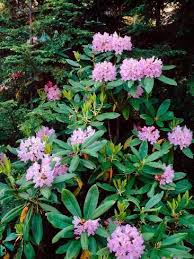 Photographic Print Close Up Of Pacific Rhododendron Rhododendron Macrophyllum Flowers Blooming On Plant Mt Hood 32x24in Plants Rhododendron Bloom