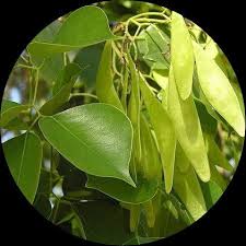 Image result for Dalbergia sissoo