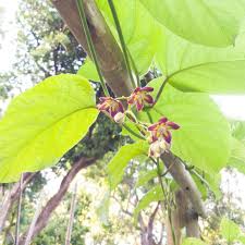Image result for Mondia ecornuta
