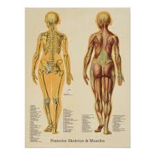 Muscle Skeleton Skeletal Anatomy Chart Female
