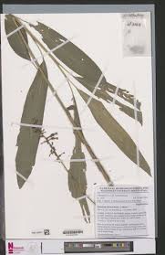 Image result for Renealmia africana