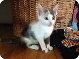 I couldn't have been more delighted to find brooklyn cat sitting and to meet kaitlin when she came to visit us for the consultation. Brooklyn Ny Calico Meet Lily A Pet For Adoption