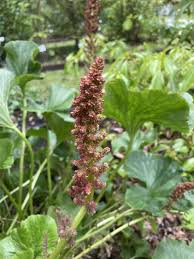Image result for Gunnera perpensa