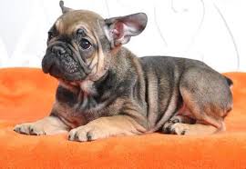 Maybe you would like to learn more about one of these? French Bulldog Puppy For Sale Adoption Rescue For Sale In Boston Massachusetts Classified Americanlisted Com
