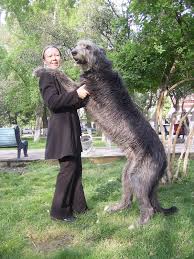 Easy's dream to honor fallen wolfhounds to become a reality: 10 Interesting Facts About Irish Wolfhounds 3 Million Dogs