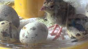 How To Look After Quail Chicks Youtube
