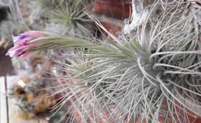 Image result for Heteromorpha