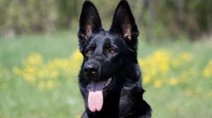 Learn more about the german shepherd dog breed and find out if this dog is the right fit for your home at petfinder! German Shepherd Dog Training Montgomery Conroe Spring