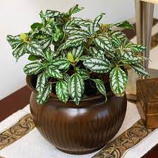 If you want something different: 24 Houseplants With Fantastic Foliage That Will Brighten Up Any Room In Your Home Plants Foliage Plants Indoor Plants