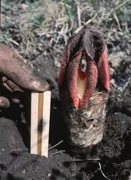 Image result for Hydnora