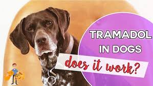 can you give tramadol to a dog in pain does it really work