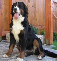 Von diesem zeitpunkt an hieß die rasse berner. Berner Sennenhunde Zuchter Welpen