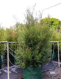 Image result for Nelsonia smithii