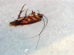 Another common culprit of home infestations is the brown. Sample Complaint Letters To Landlord Or Apartment Manager For Roaches Dengarden