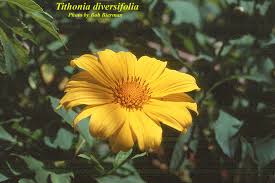 Image result for Tithonia diversifolia