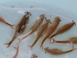 120 000 Thai Fairy Shrimps Eggs Tool Kit Set With Free Food Betta Tetra Guppy Freshwater Aquarium Shrimp Betta Food Aquarium
