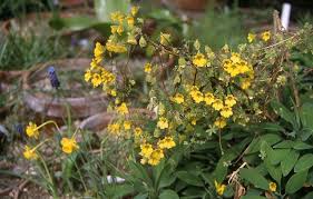 Check spelling or type a new query. Tropaeolum Pacific Bulb Society