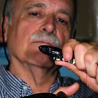 PDF) 2002. The prey and predators of homalopsine snakes