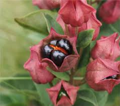 Image result for Clerodendrum poggei