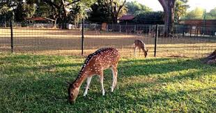 Taman rusa kemang pratama dapat dijadikan referensi bagi sarana rekreasi keluarga. Rusa Kemang Pratama Park In Bekasi City West Java Province