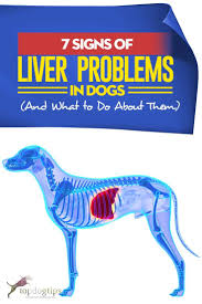 Pin On Dog Health Tips