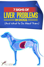 Cancer is very common in pets just like it is in people. 7 Signs Of Liver Problems In Dogs And What To Do About Them Liver Problems Medication For Dogs Signs Of Liver Problems