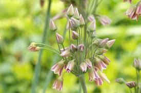 Image result for Nectaropetalum carvalhoi