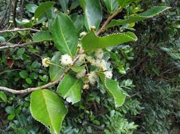 Image result for Aphloia theiformis