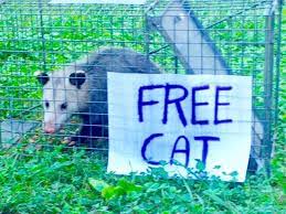 Free Cat Lol Free Cats Funny Animals Bones Funny