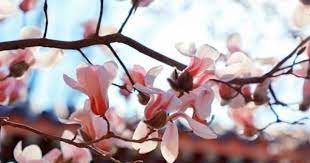 春色滿城關不住 好客山東 plants rose flowers