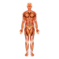 Download Human Body Png Svg Transparent Background To Download