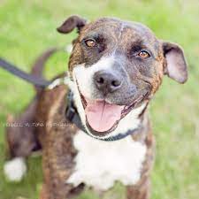 Mankato, mn (mkt) mason city, ia (msc). Puppy Photography For Secondhand Hounds Minnesota Dog Rescue