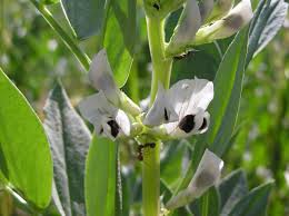 Image result for Vicia faba