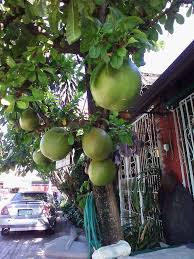 Image result for calabash