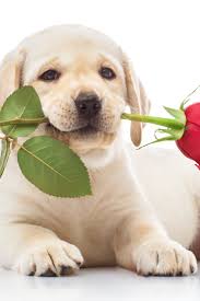 Labrador Puppy With Red Rose Labradorretriever Golden Retriever Labrador Labrador Retriever Labrador