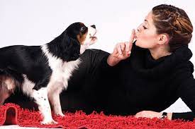 4 Dog Sounds And What They Mean