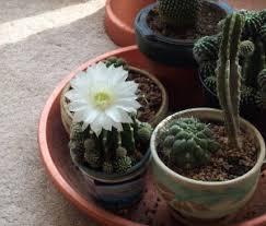 Maybe you would like to learn more about one of these? Cactus Dish Garden Growing Succulents Plants How To