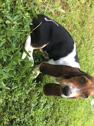 Why buy a basset hound puppy for sale if you can adopt and save a life? Basset Hound Puppies For Sale Fort Lauderdale Fl 311144