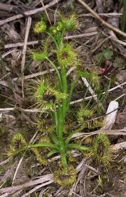 Image result for Drosera pilosa